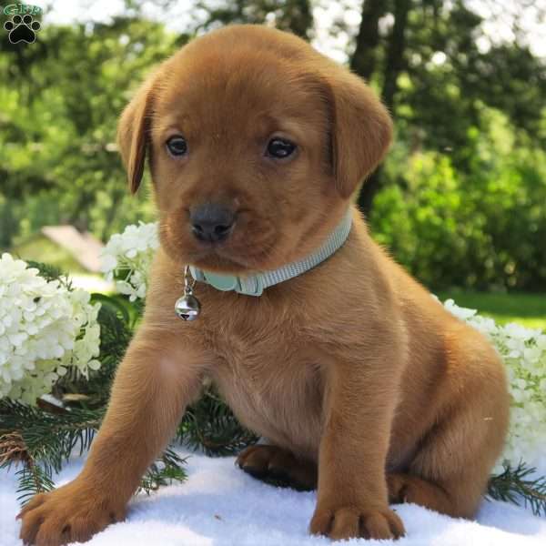 Asher, Fox Red Labrador Retriever Puppy